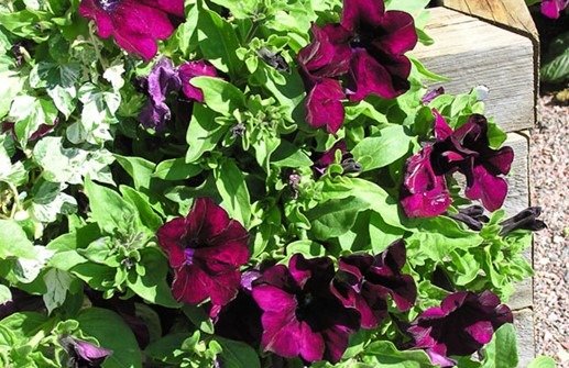 Petunia 'Surfinia Red'