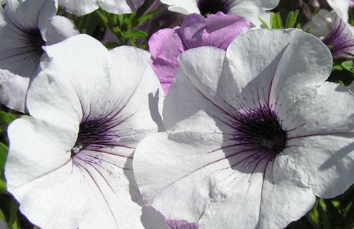 Petunia 'Tital Wave Silver', blomma