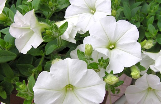 Petunia, blommor