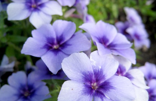 Sommarflox 'Ethnie Light Blue', blomma