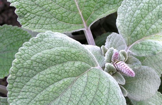 Silverljus 'Silver Shield', blad och blomknopp