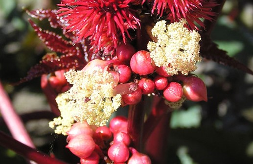 Ricin 'Gibsonii', blomma