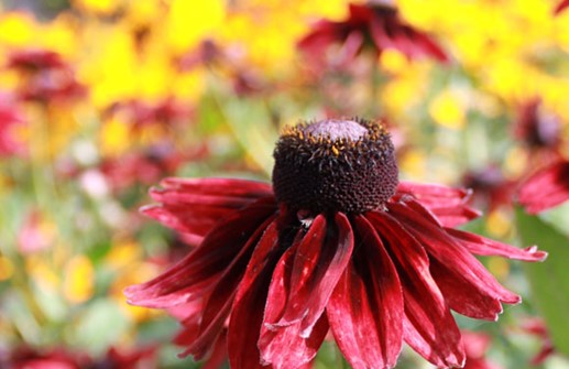 Sommarrudbeckia 'Cherry Brandy'