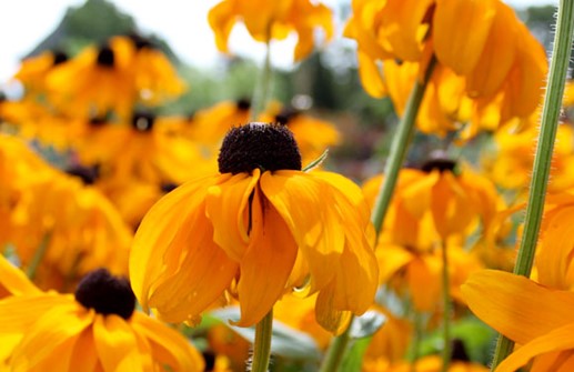 Sommarrudbeckia 'Marmalade'