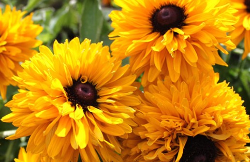 Sommarrudbeckia 'Maya'