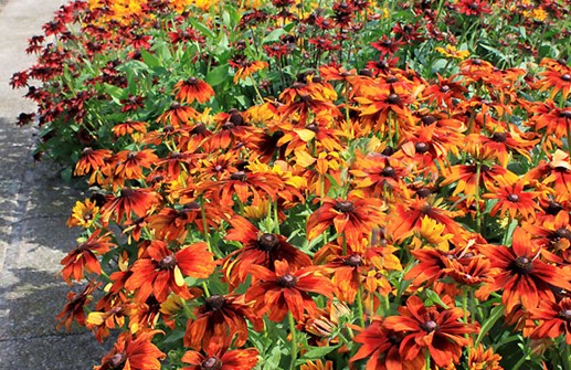 Sommarrudbeckia, olika sorter i rabatt