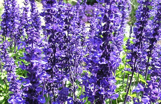 Daggsalvia 'Blue Victory', blomma