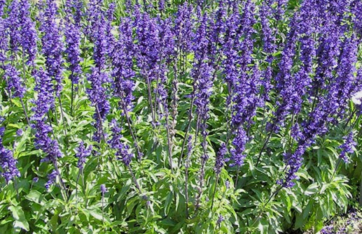 Daggsalvia 'Blue Victory'