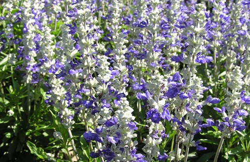 Daggsalvia 'Strata'