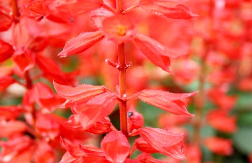 Praktsalvia 'Rambo', blomma