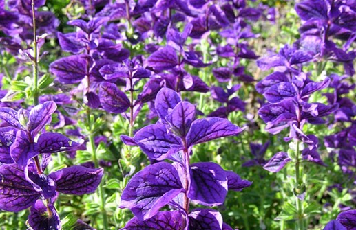 Broksalvia 'Blue Monday'