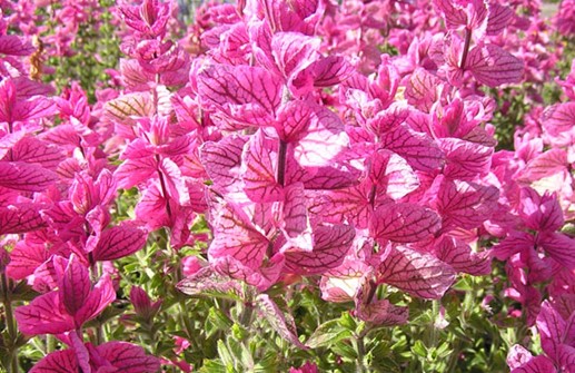 Broksalvia 'Marble Arch Rosa'