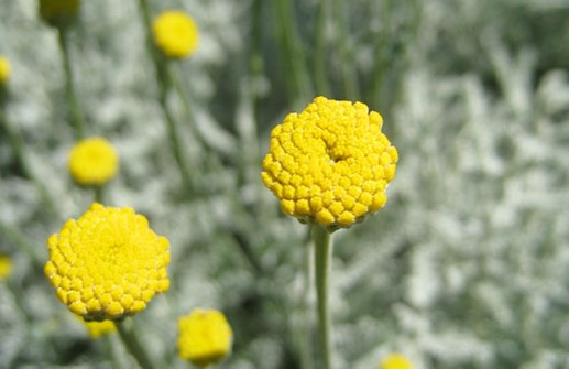 Grå helgonört, blomma