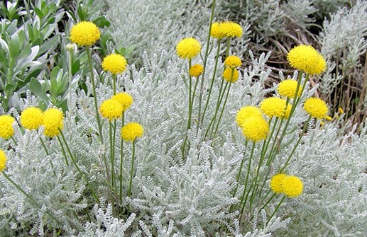 Grå helgonört, blommande