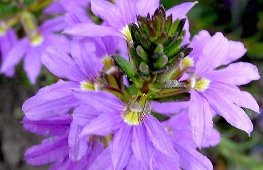 Femtunga 'Saphira', blomma