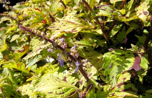 Palettblad 'Pineapplette', blomma