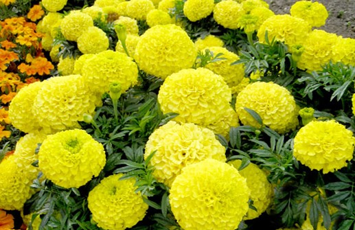 Stor tagetes 'Antigua Yellow'