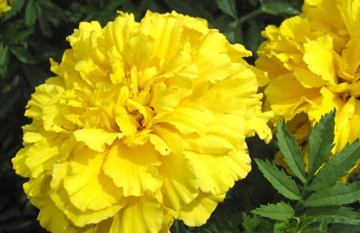 Stor tagetes 'Carillo'