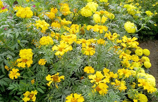 Stor tagetes 'Cracker Jack'