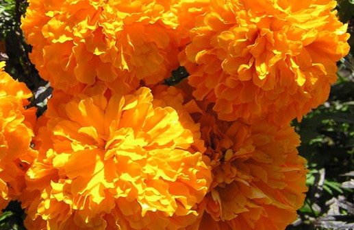 Stor tagetes 'Jubilee Orange'