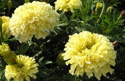 Stor tagetes 'Vanilla'