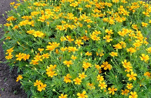 Liten hybridtagetes 'Tessie Gold'