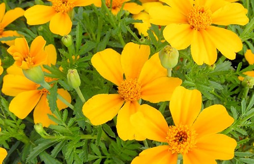 Liten hybridtagetes 'Tessie Gold'