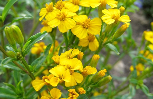 Glans tagetes 'Sweet Mace', blomma