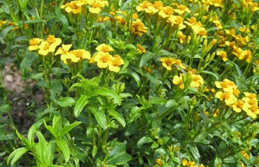 Glans tagetes 'Sweet Mace'