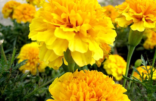 Sammets tagetes 'Aspen Sungold'