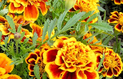 Sammets tagetes 'Curie'