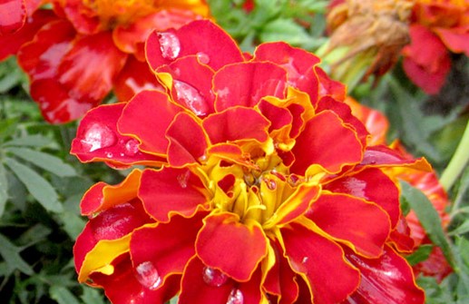 Sammets tagetes 'Durango Red'