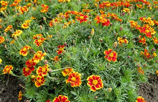 Sammets tagetes 'Favorite Red'