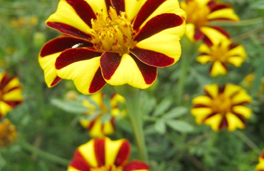 Sammets tagetes 'Jolly Jester'