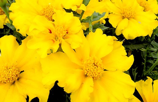 Sammets tagetes 'Silvia'