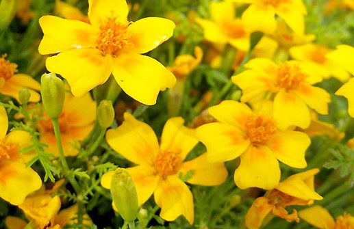 Liten tagetes 'Golden Gem'