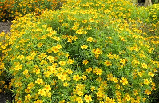 Liten tagetes 'Golden Gem'