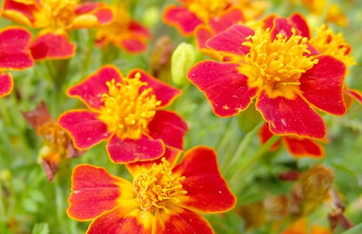 Liten tagetes 'Paprika'