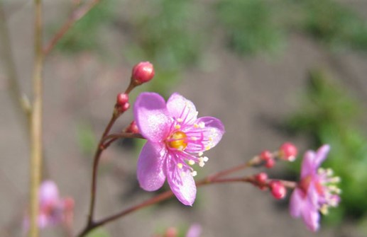 Bärnstensvippa, blomma