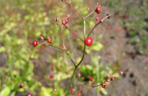 Bärnstensvippa, blomknoppar