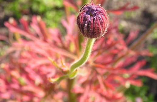 Blåparasoll, blomsterknopp