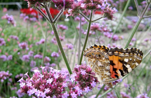 Jätteverbena, blomma