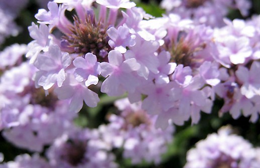 Violverbena 'Polaris', blomma