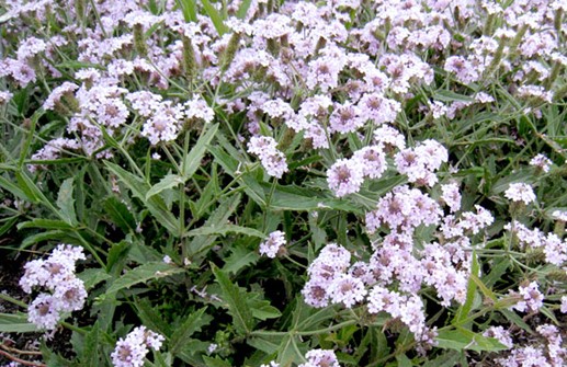 Violverbena 'Polaris'