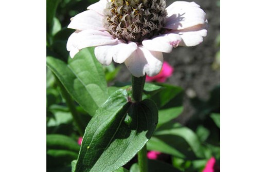Dvärgzinnia 'Lilleput', blomma och blad