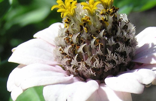 Dvärgzinnia 'Lilleput', detaljstudie