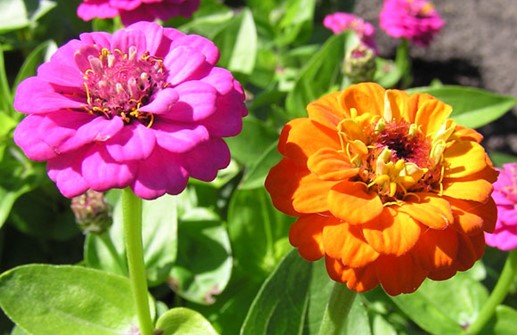 Dvärgzinnia 'Lilleput mix', blommor