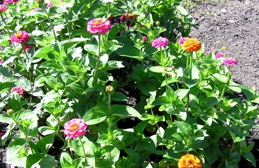 Dvärgzinnia 'Lilleput mix'