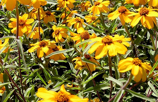 Dvärgzinnia 'Tropical Sun', blommor