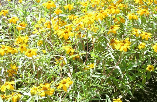 Dvärgzinnia 'Tropical Sun'